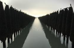 mussel posts 1 cut